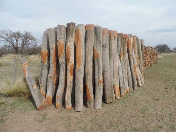 acopio de postes secos en el campo